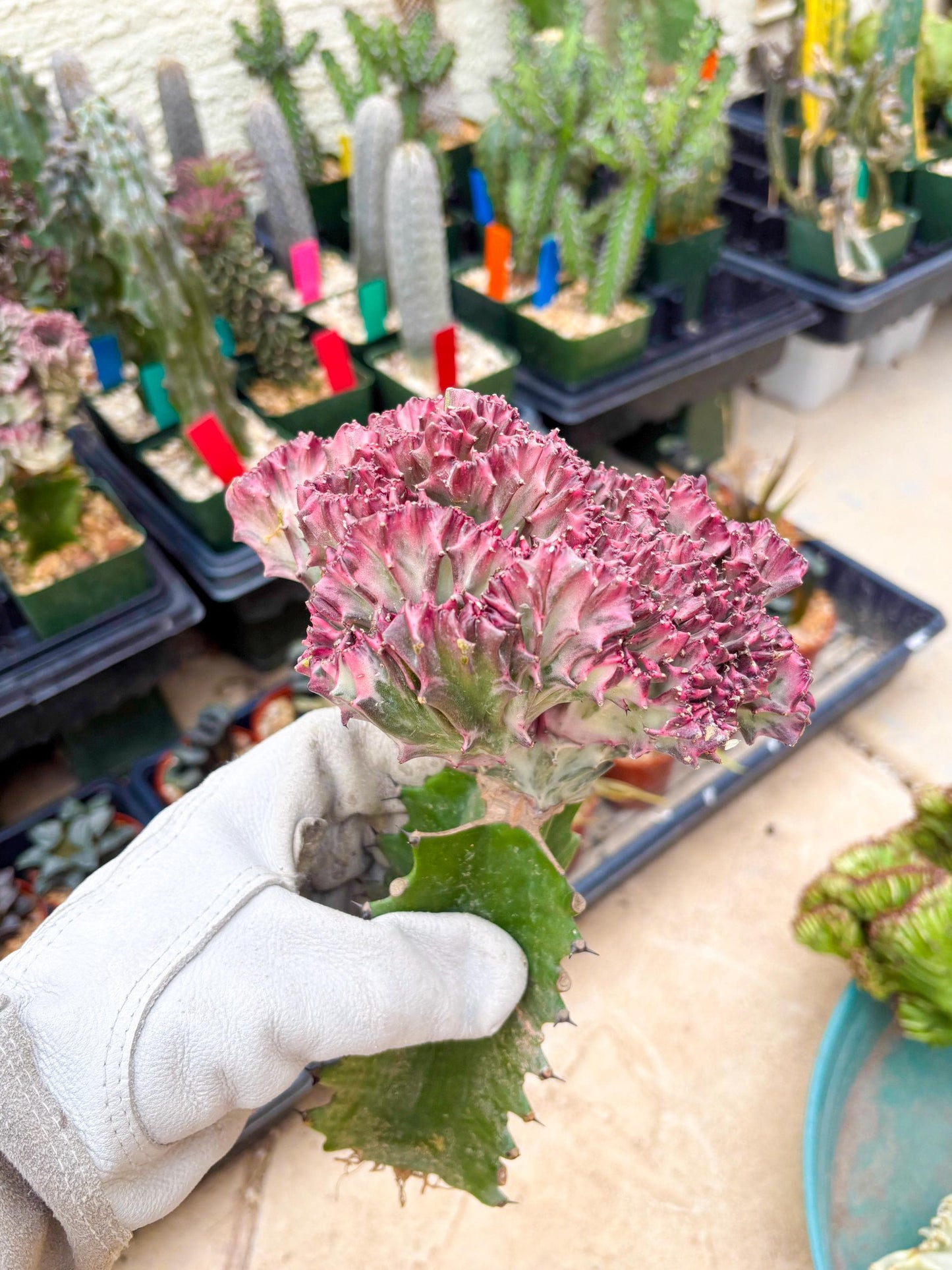 Large Lactea Crested Grafted (#2) | You get the exact Plant!!!!