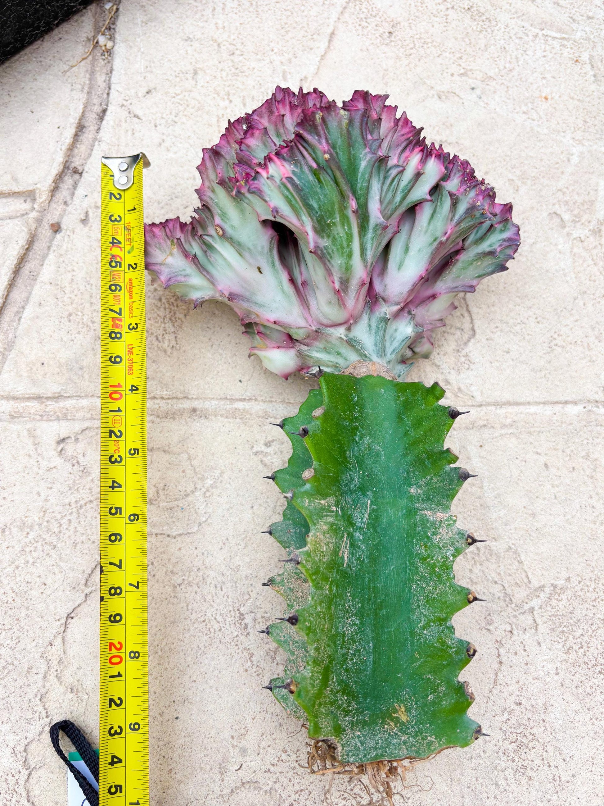 Large Lactea Crested Grafted (#2) | You get the exact Plant!!!!