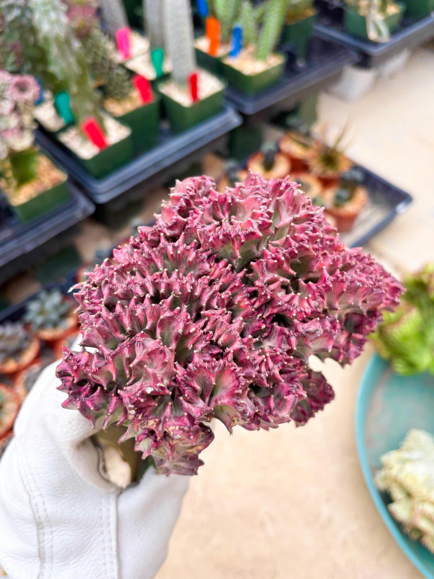 Large Lactea Crested Grafted (#2) | You get the exact Plant!!!!