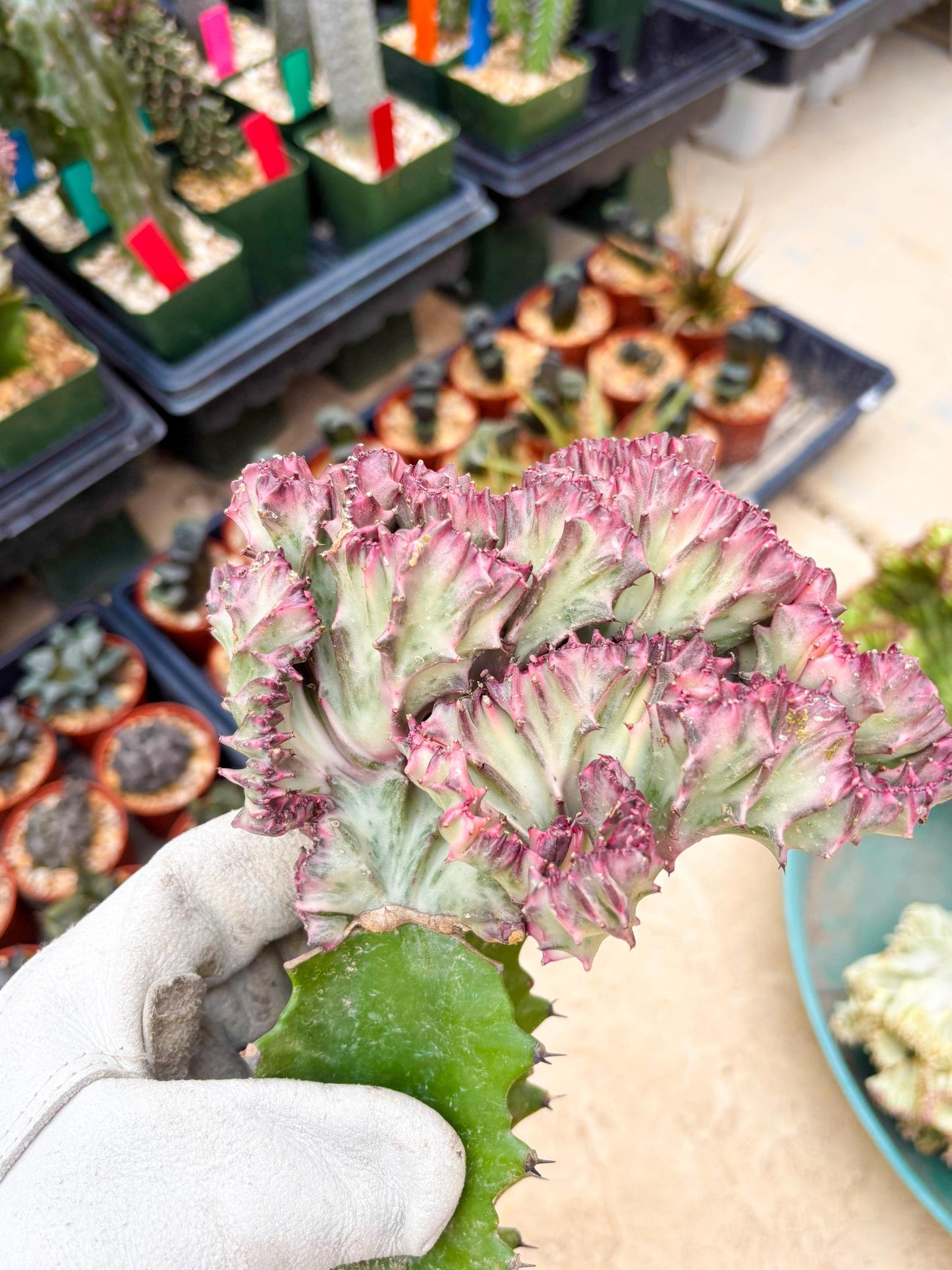 Large Lactea Crested Grafted (#2) | You get the exact Plant!!!!