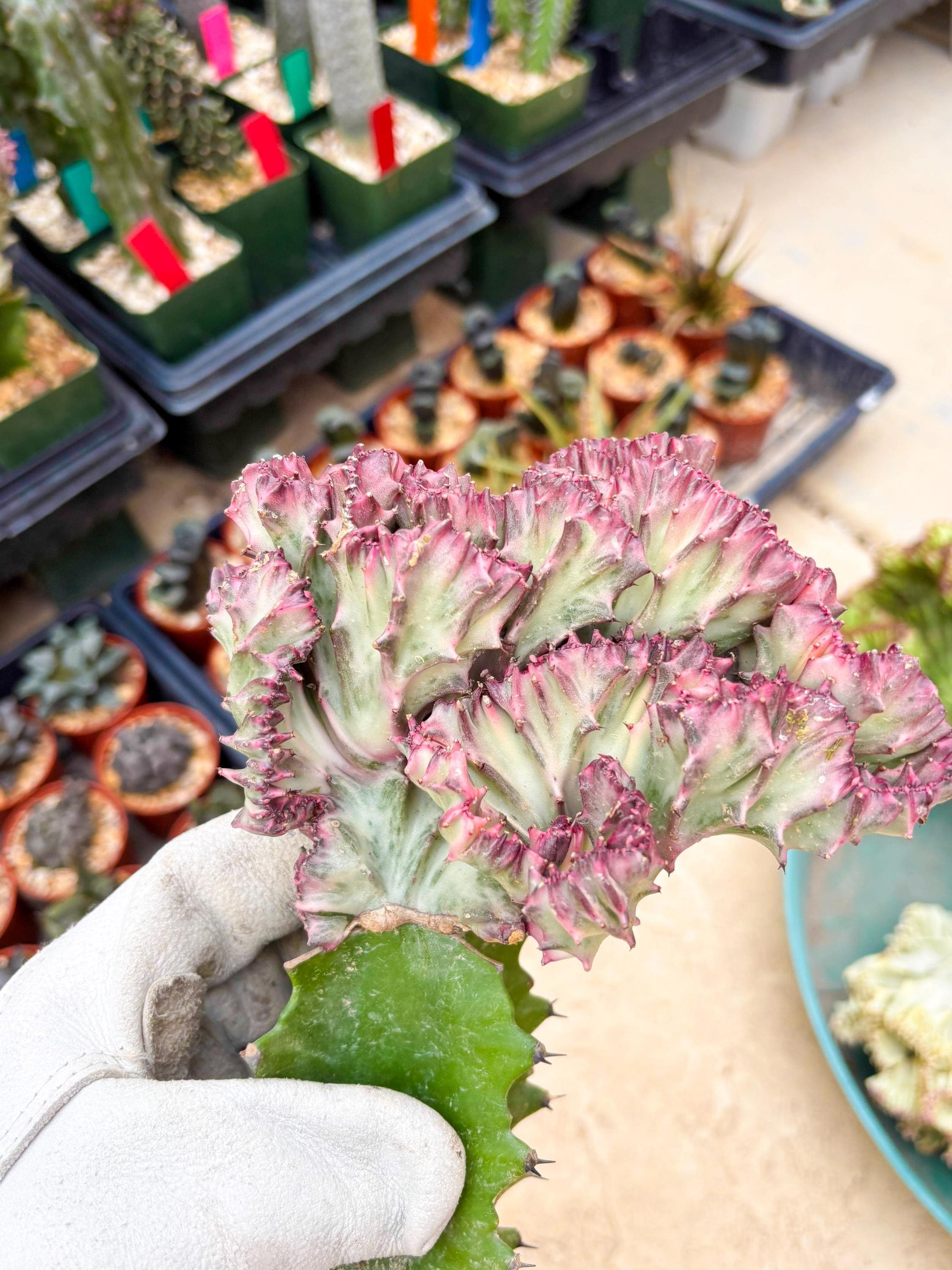 Large Lactea Crested Grafted (#2) | You get the exact Plant!!!!