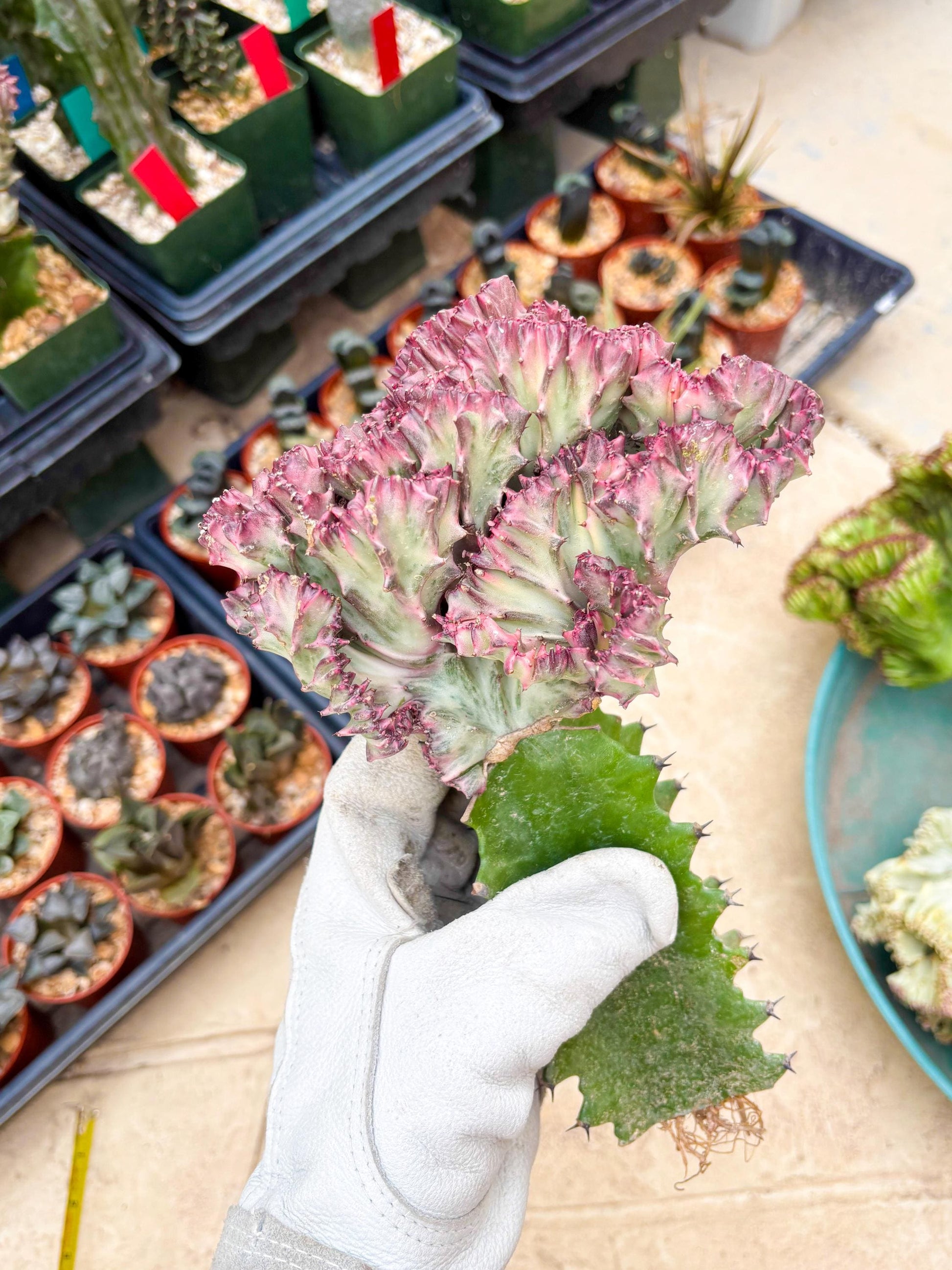 Large Lactea Crested Grafted (#2) | You get the exact Plant!!!!