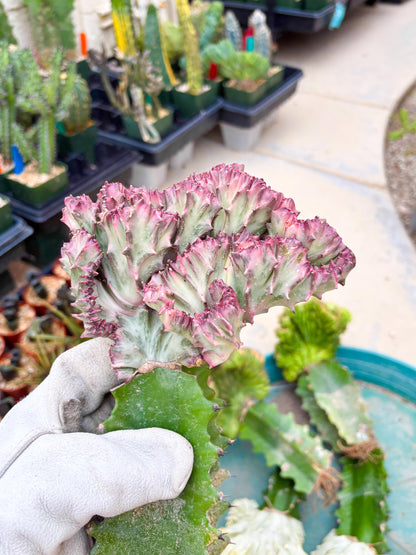 Large Lactea Crested Grafted (#2) | You get the exact Plant!!!!