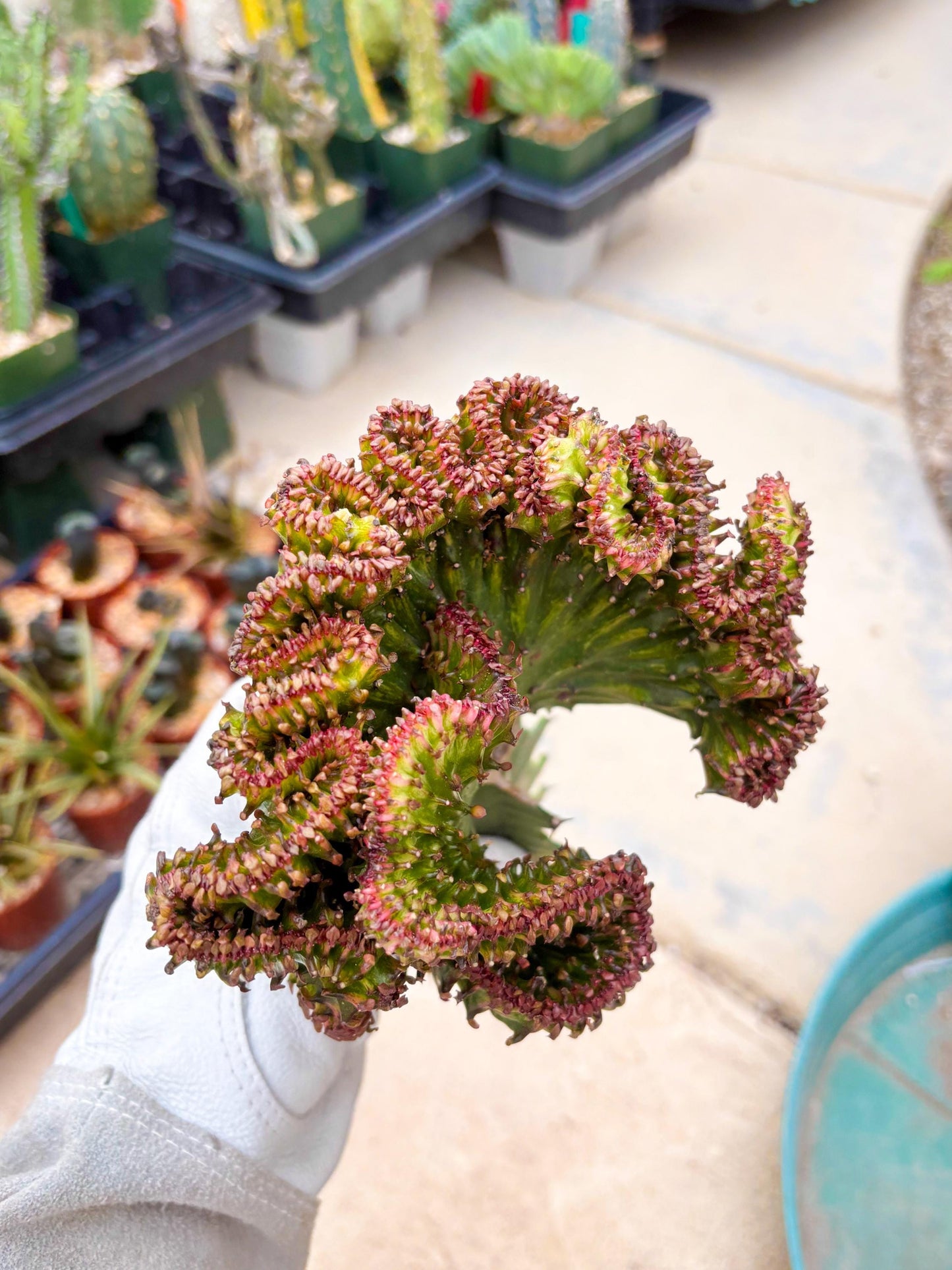 Large Lactea Crested Grafted (#3) | You get the exact Plant!!!!