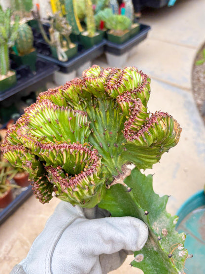 Large Lactea Crested Grafted (#3) | You get the exact Plant!!!!