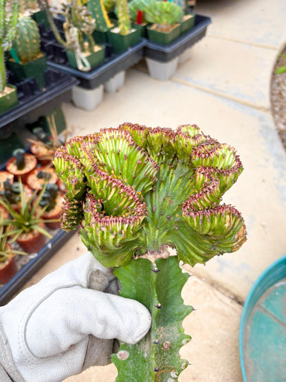 Large Lactea Crested Grafted (#3) | You get the exact Plant!!!!