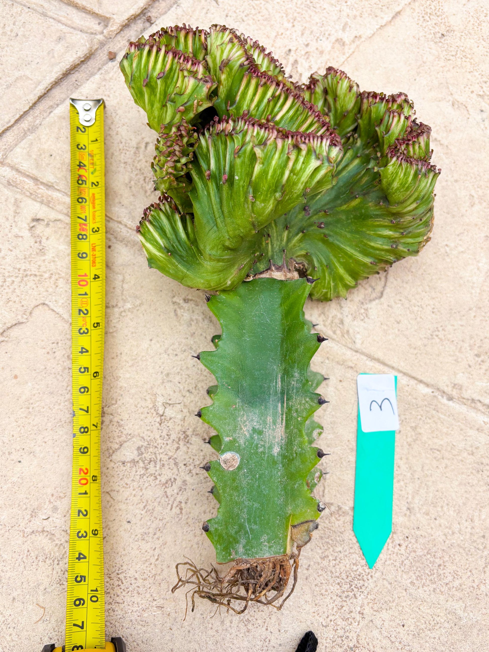 Large Lactea Crested Grafted (#3) | You get the exact Plant!!!!