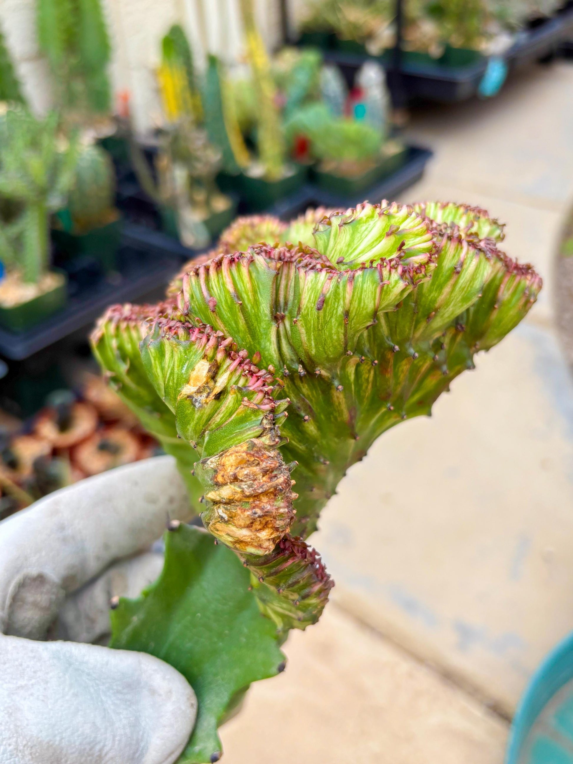 Large Lactea Crested Grafted (#3) | You get the exact Plant!!!!