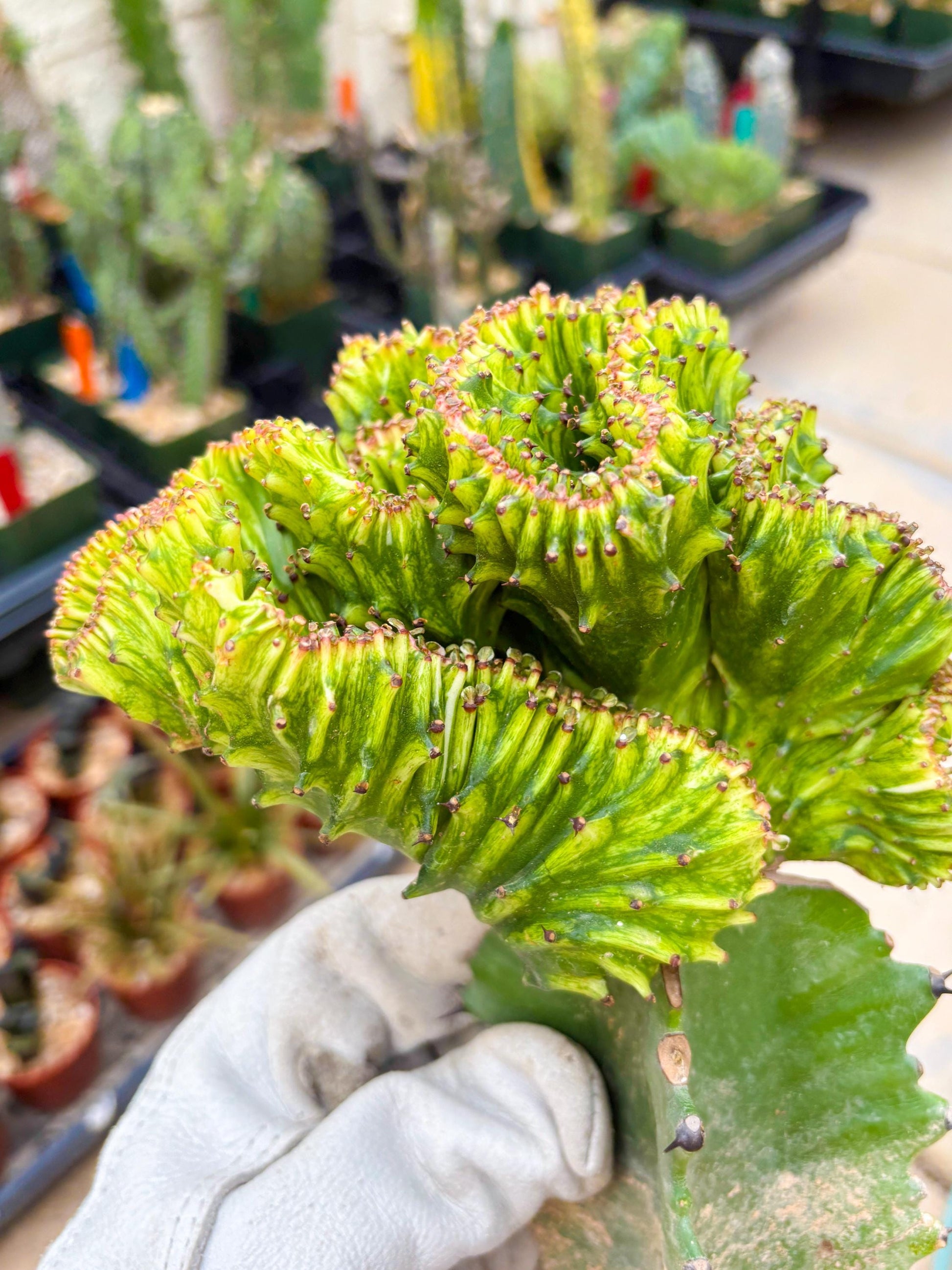 Large Lactea Crested Grafted (#4) | You get the exact Plant!!!!