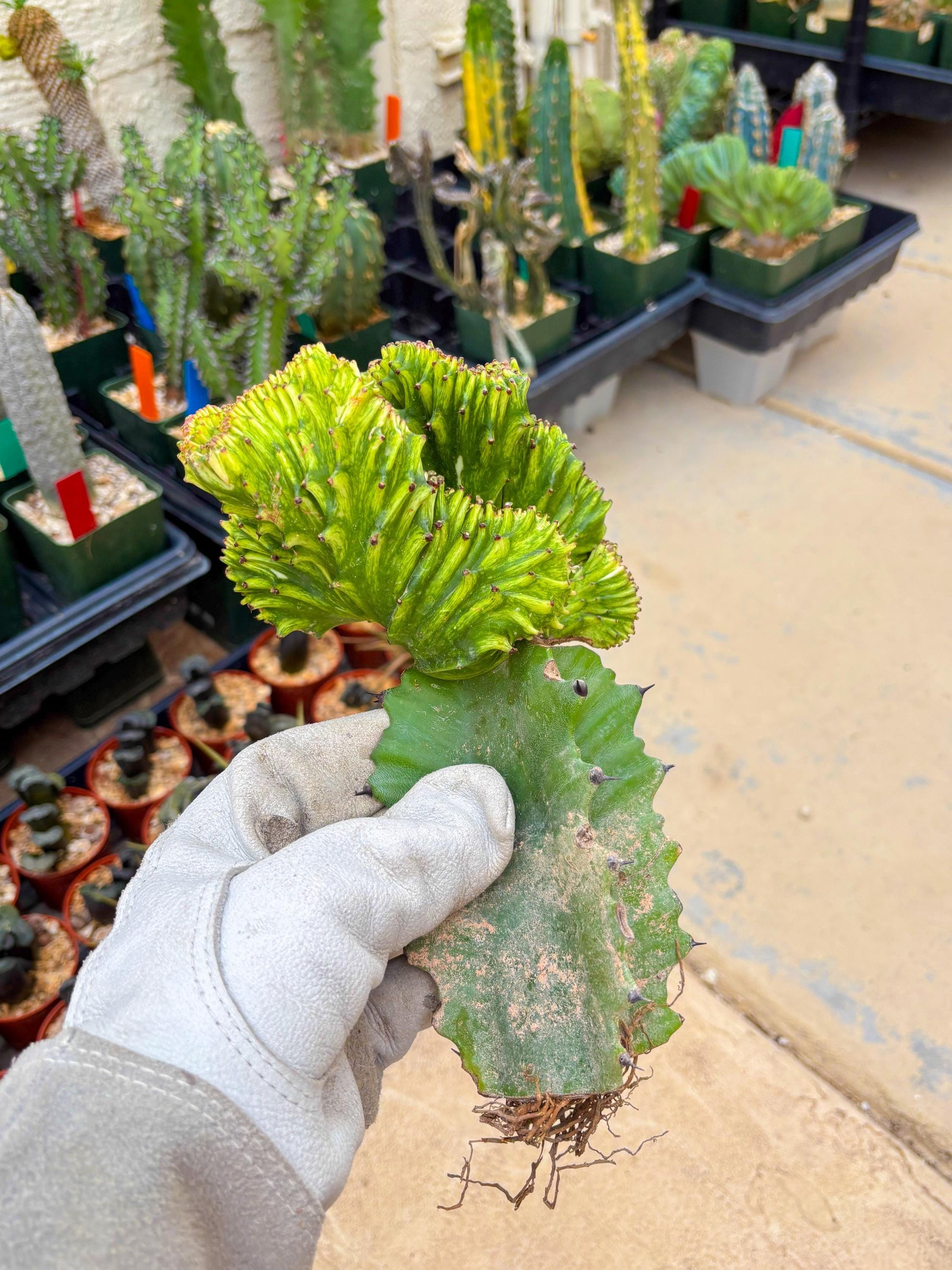 Large Lactea Crested Grafted (#4) | You get the exact Plant!!!!