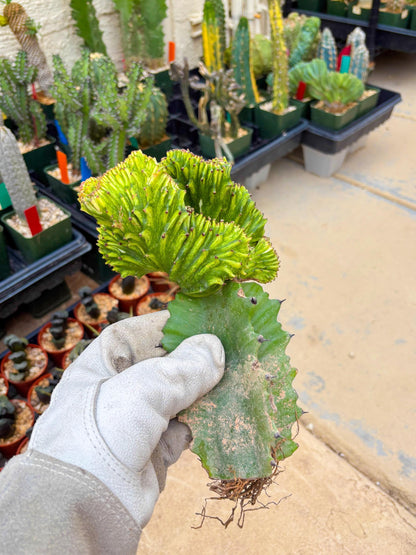 Large Lactea Crested Grafted (#4) | You get the exact Plant!!!!