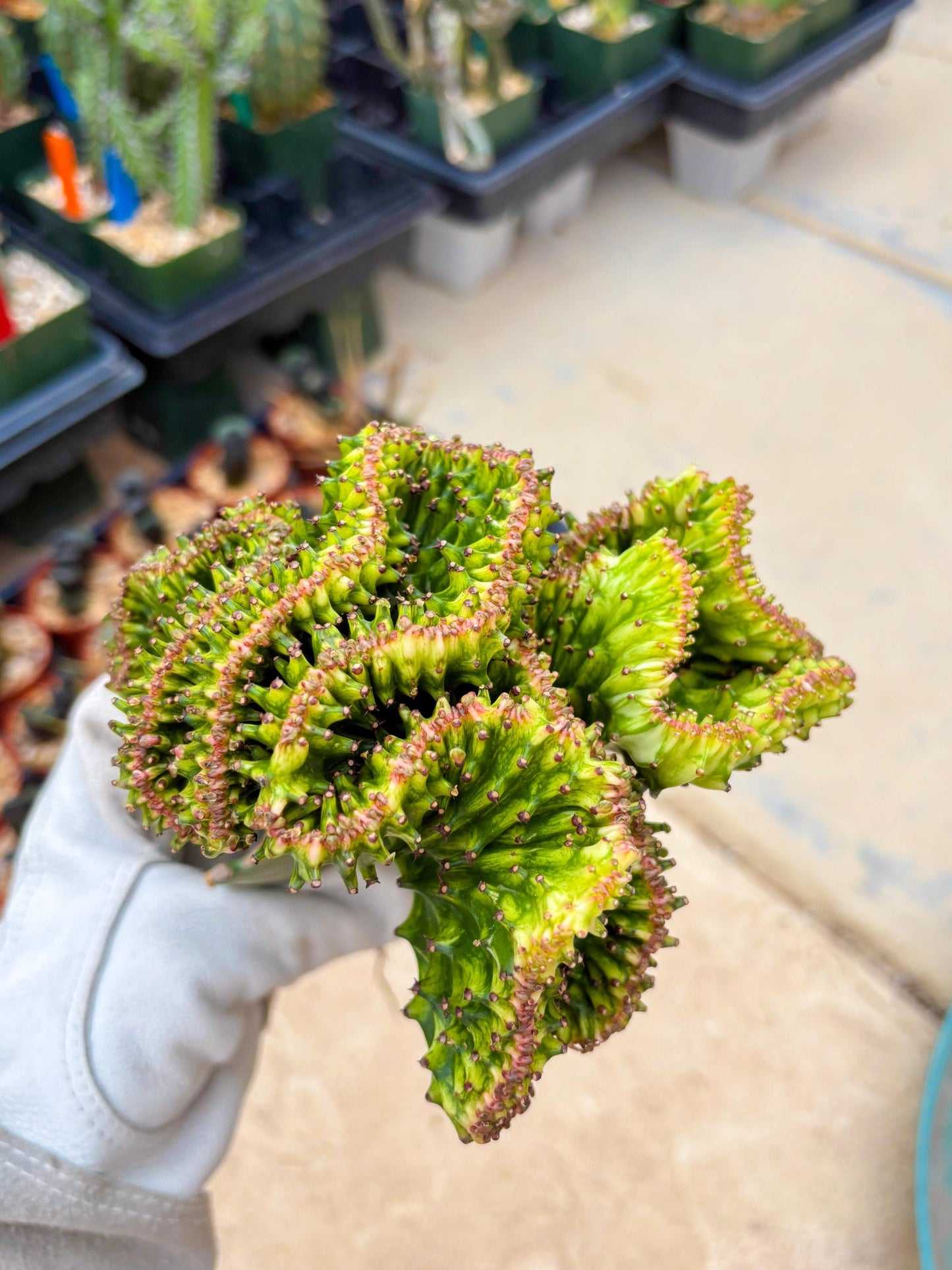 Large Lactea Crested Grafted (#4) | You get the exact Plant!!!!