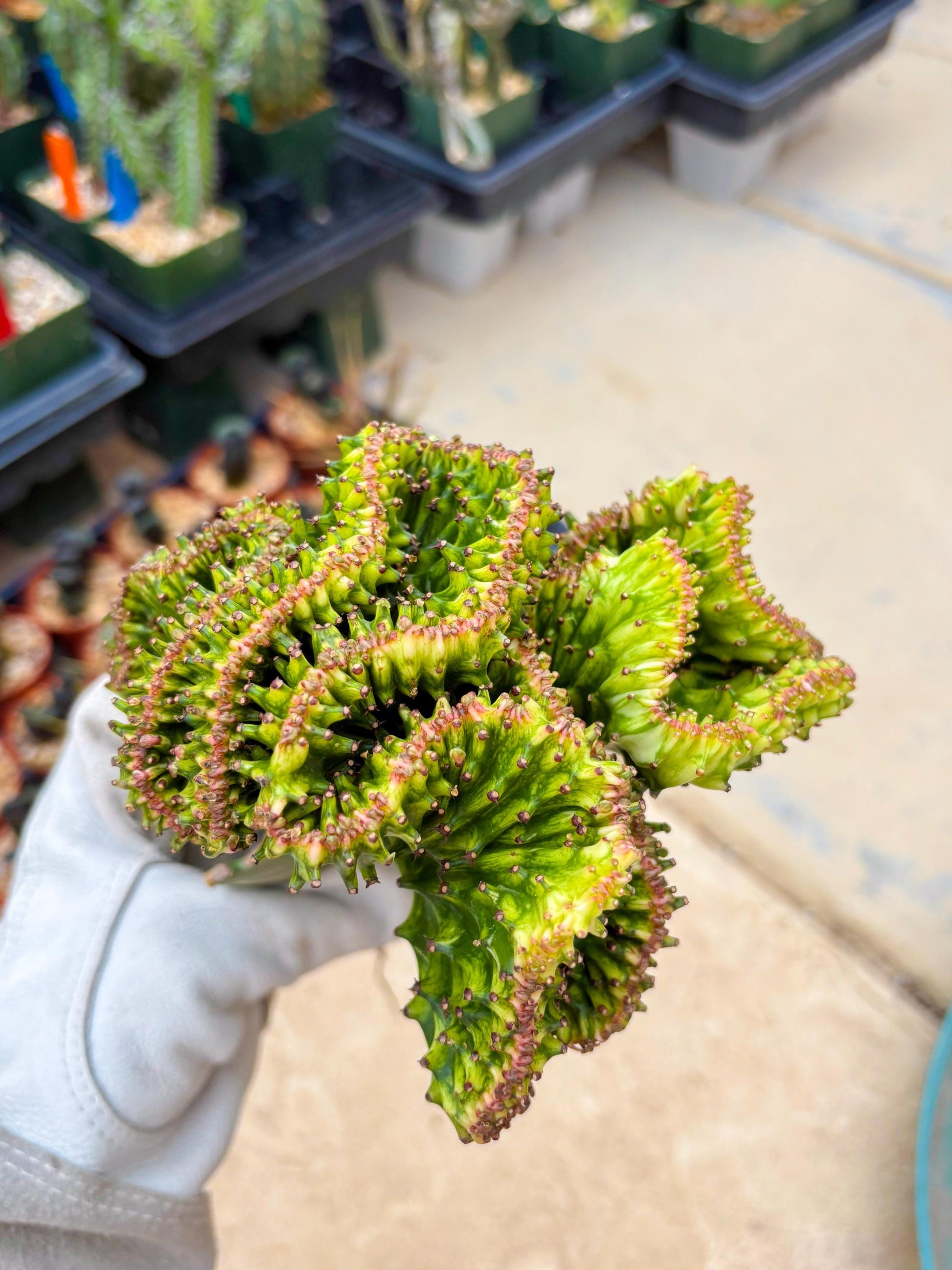 Large Lactea Crested Grafted (#4) | You get the exact Plant!!!!