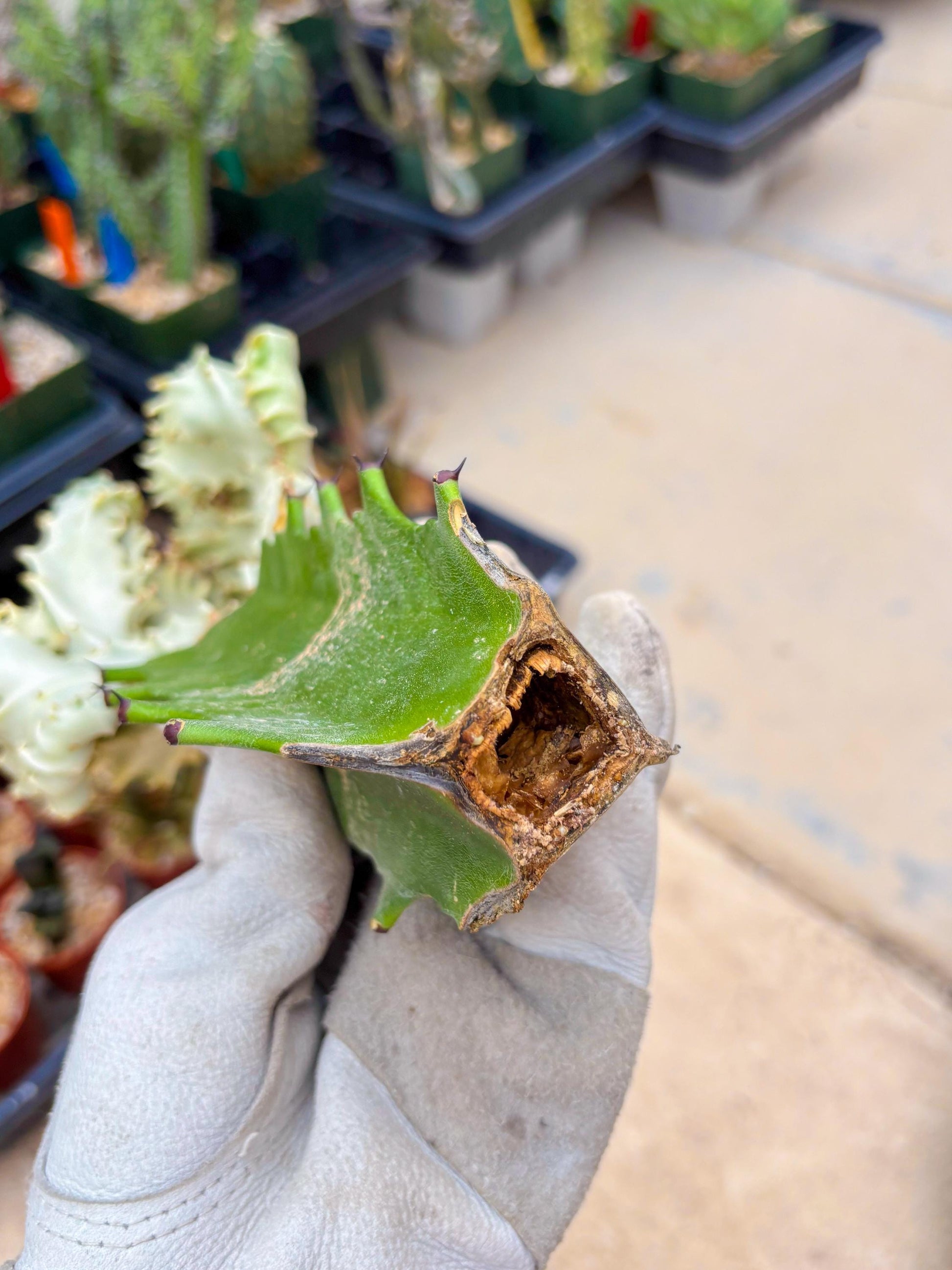 Large Lactea Crested Grafted (#5) | You get the exact Plant!!!!