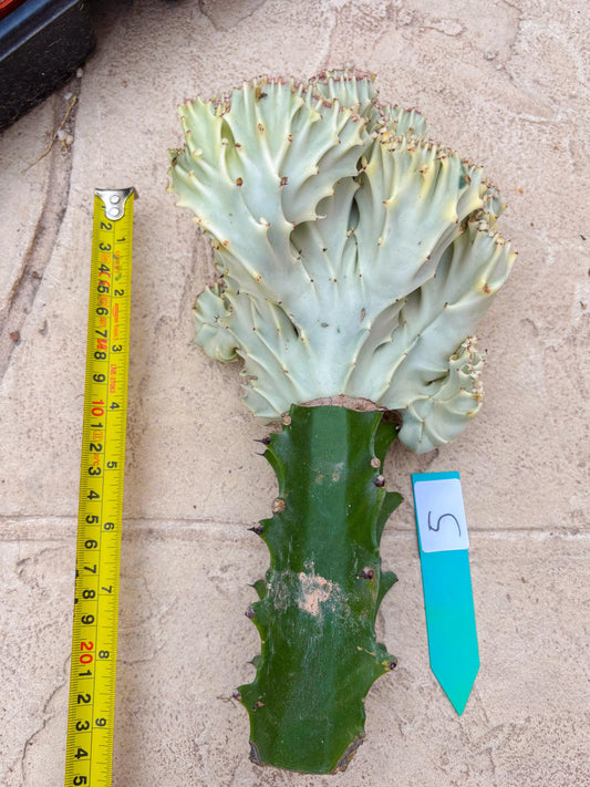 Large Lactea Crested Grafted (#5) | You get the exact Plant!!!!