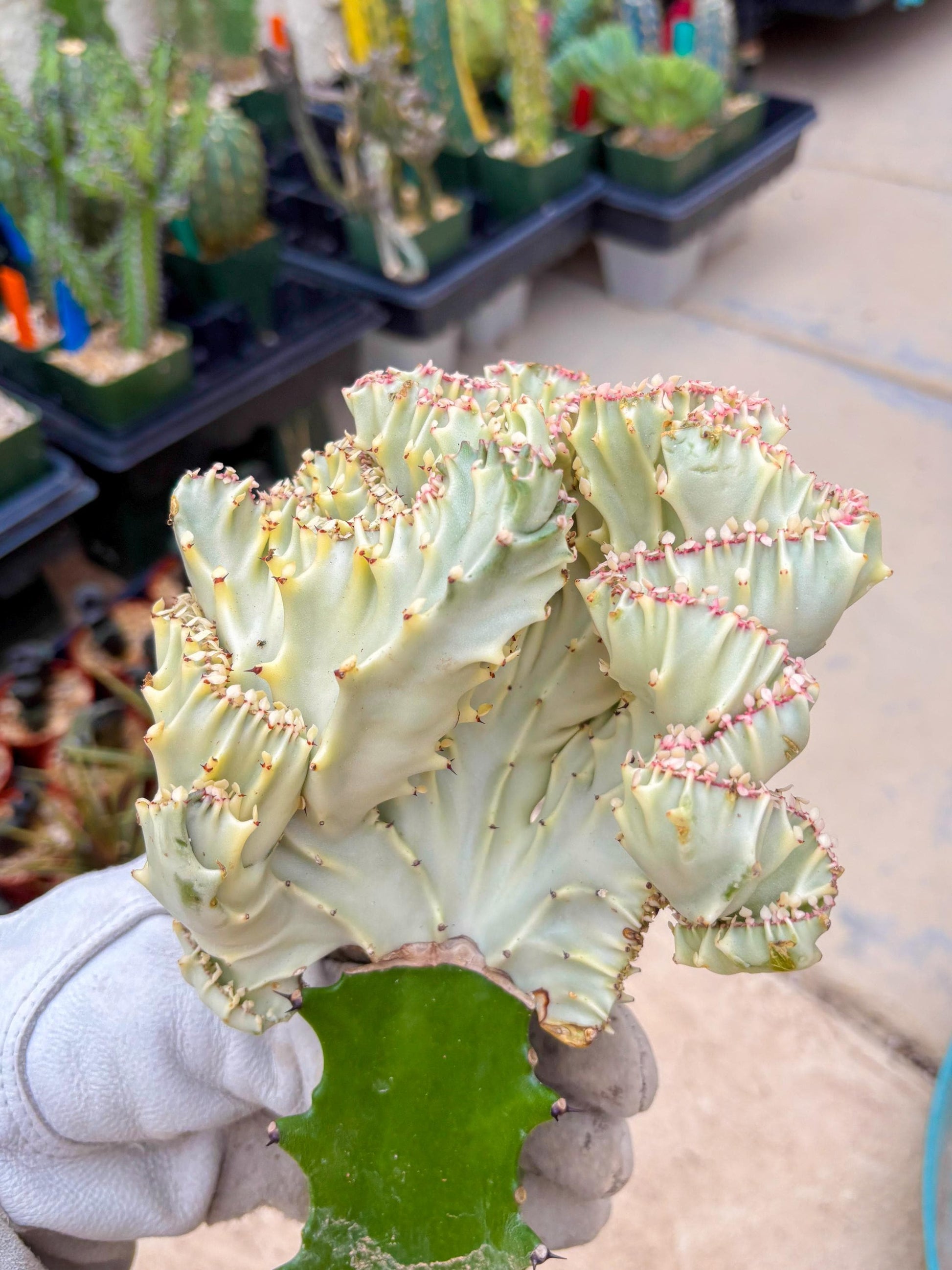 Large Lactea Crested Grafted (#5) | You get the exact Plant!!!!