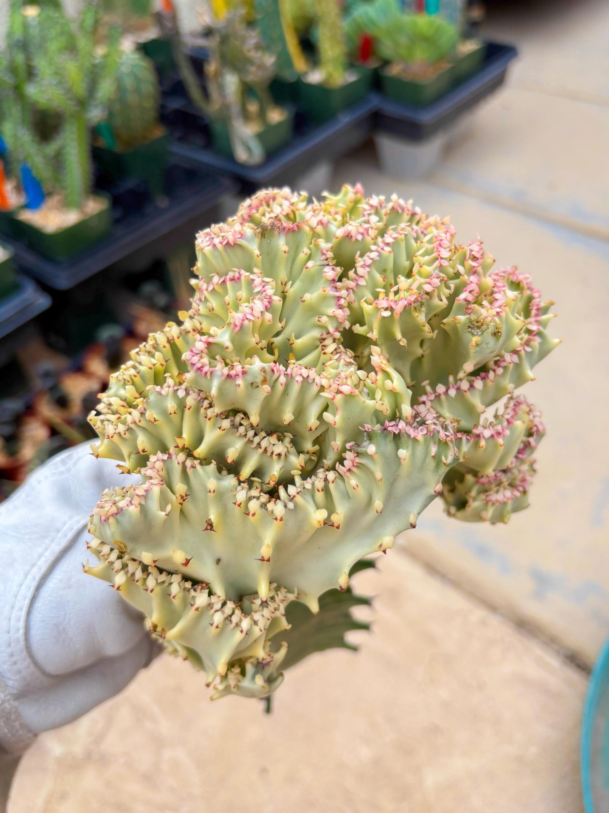 Large Lactea Crested Grafted (#5) | You get the exact Plant!!!!