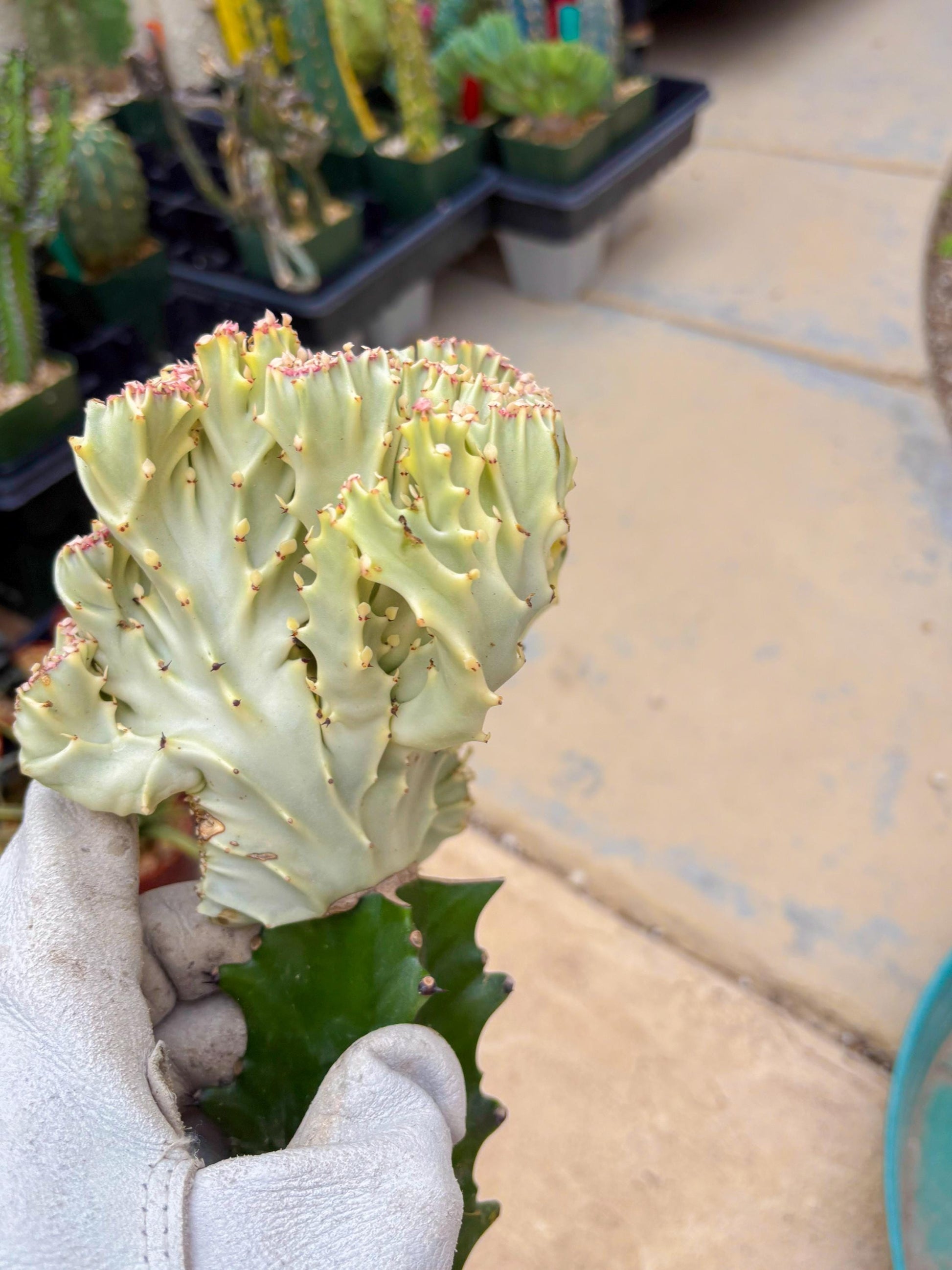 Large Lactea Crested Grafted (#5) | You get the exact Plant!!!!