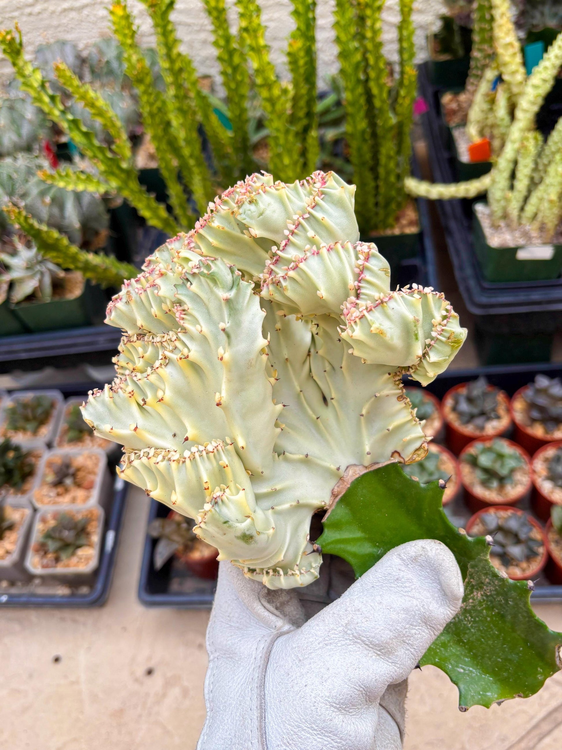 Large Lactea Crested Grafted (#5) | You get the exact Plant!!!!