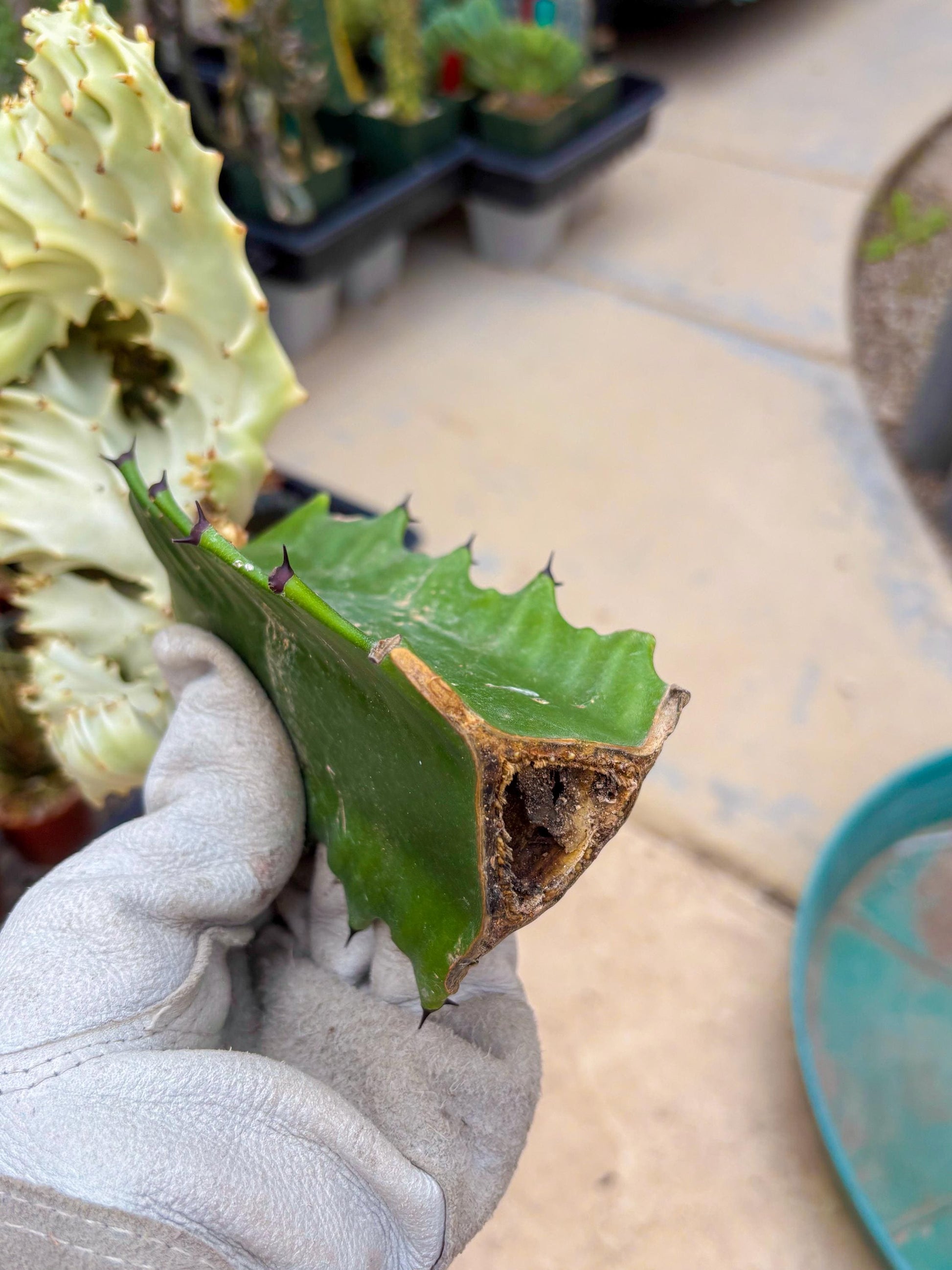Large Lactea Crested Grafted (#6) | You get the exact Plant!!!!