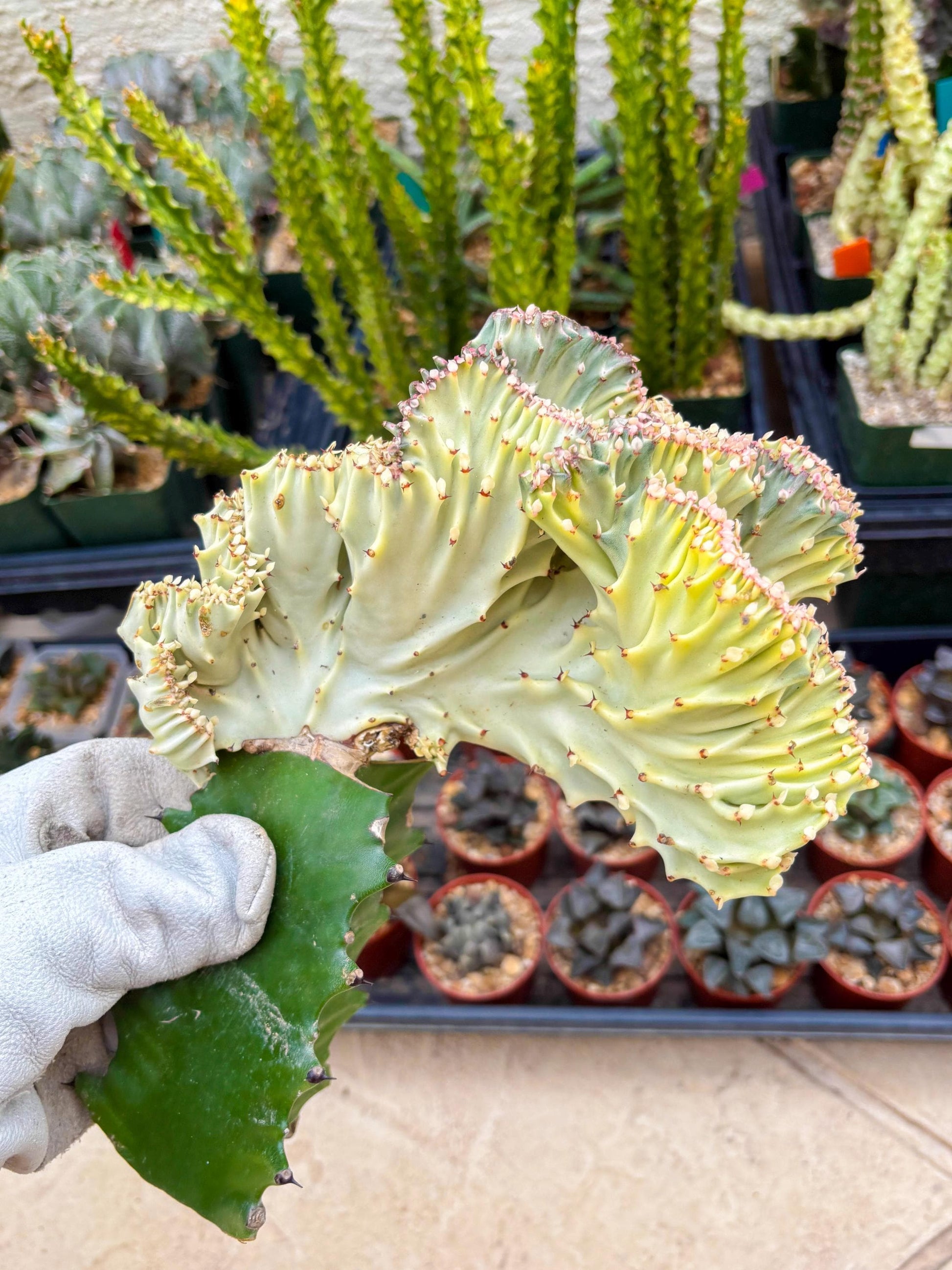 Large Lactea Crested Grafted (#6) | You get the exact Plant!!!!