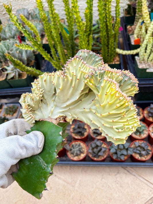 Large Lactea Crested Grafted (#6) | You get the exact Plant!!!!