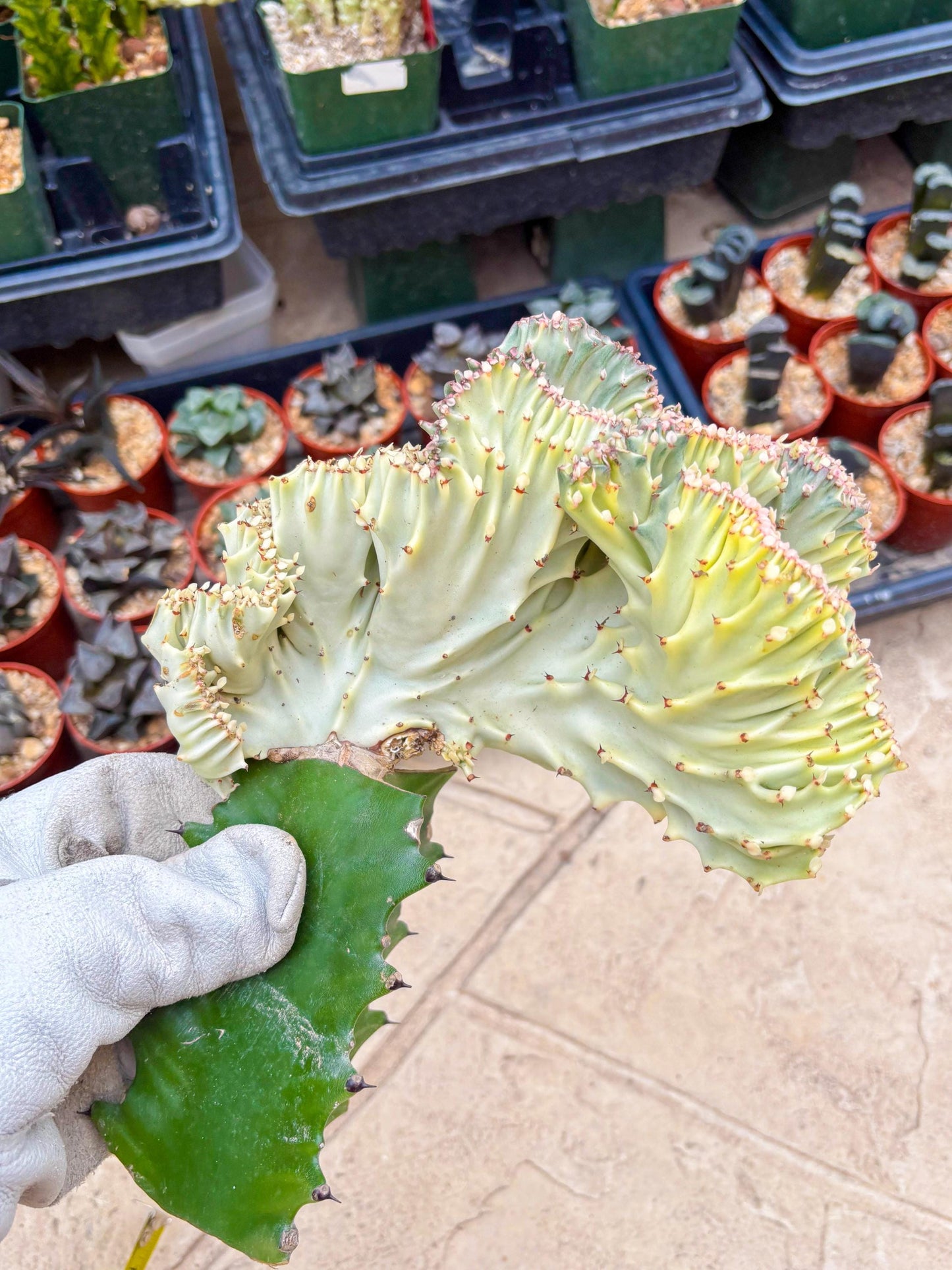 Large Lactea Crested Grafted (#6) | You get the exact Plant!!!!