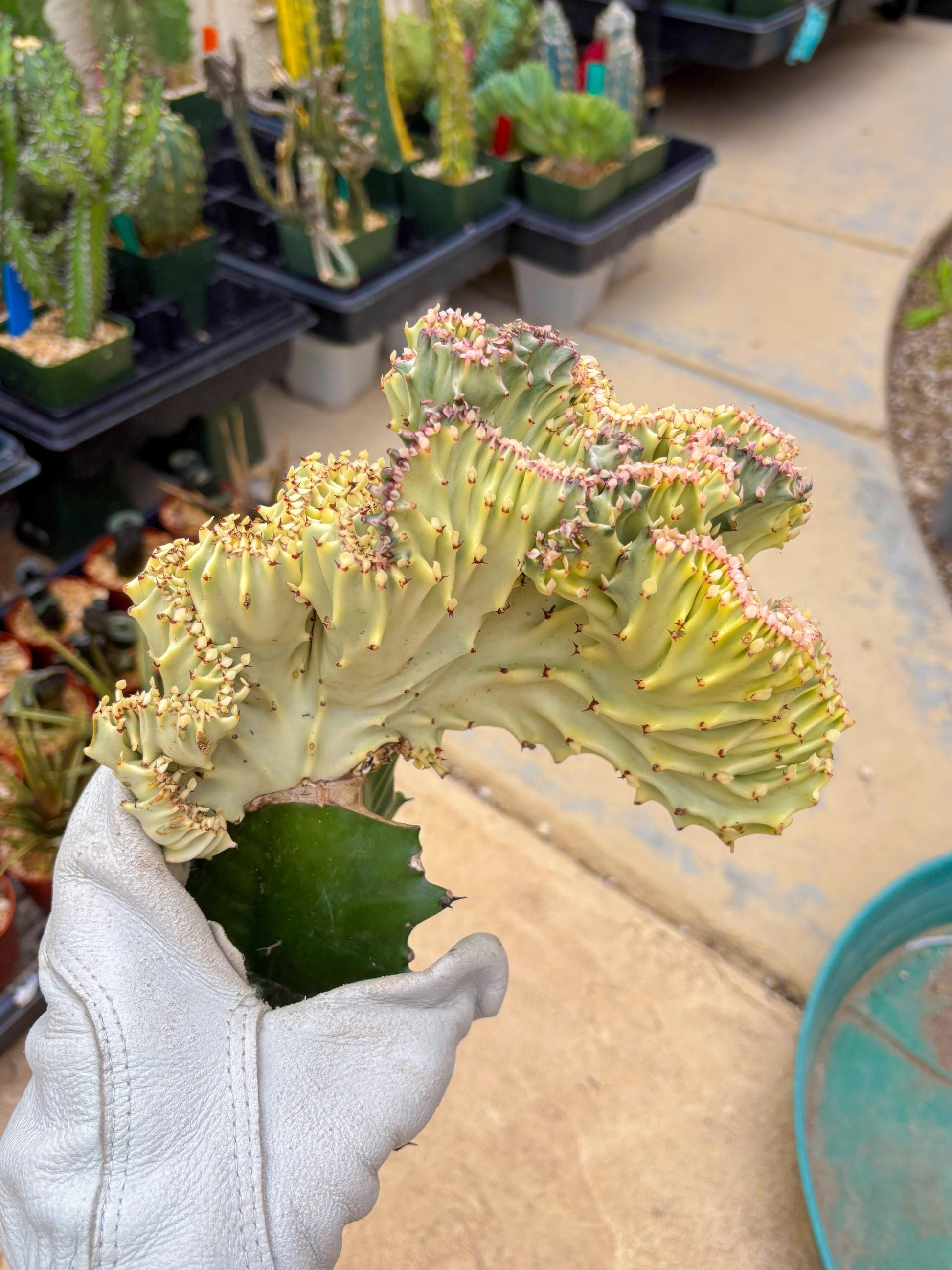 Large Lactea Crested Grafted (#6) | You get the exact Plant!!!!