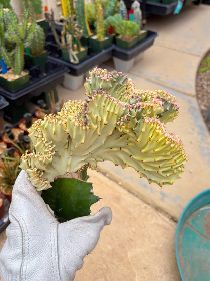 Large Lactea Crested Grafted (#6) | You get the exact Plant!!!!