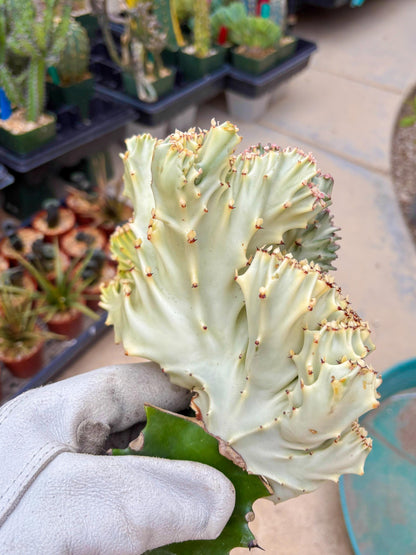 Large Lactea Crested Grafted (#6) | You get the exact Plant!!!!