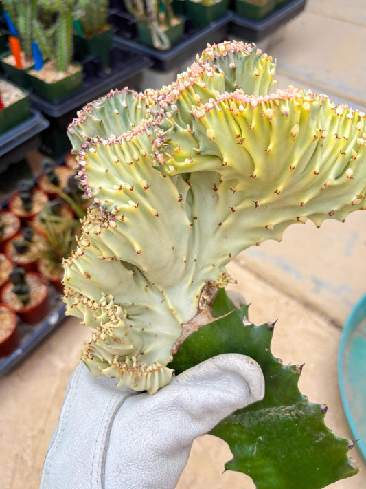 Large Lactea Crested Grafted (#6) | You get the exact Plant!!!!