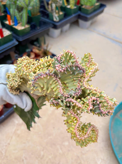 Large Lactea Crested Grafted (#6) | You get the exact Plant!!!!