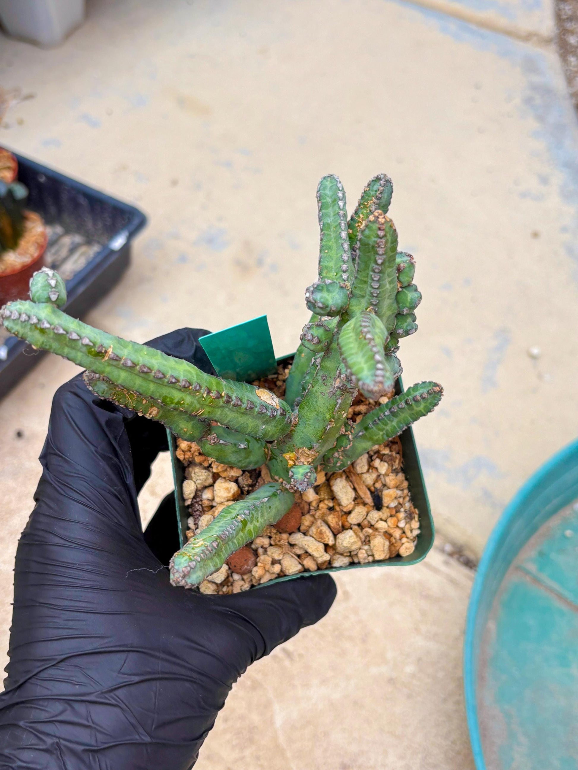 Euphorb Heterochroma (G) | Hard to Import!!! Each Branch can be propagated