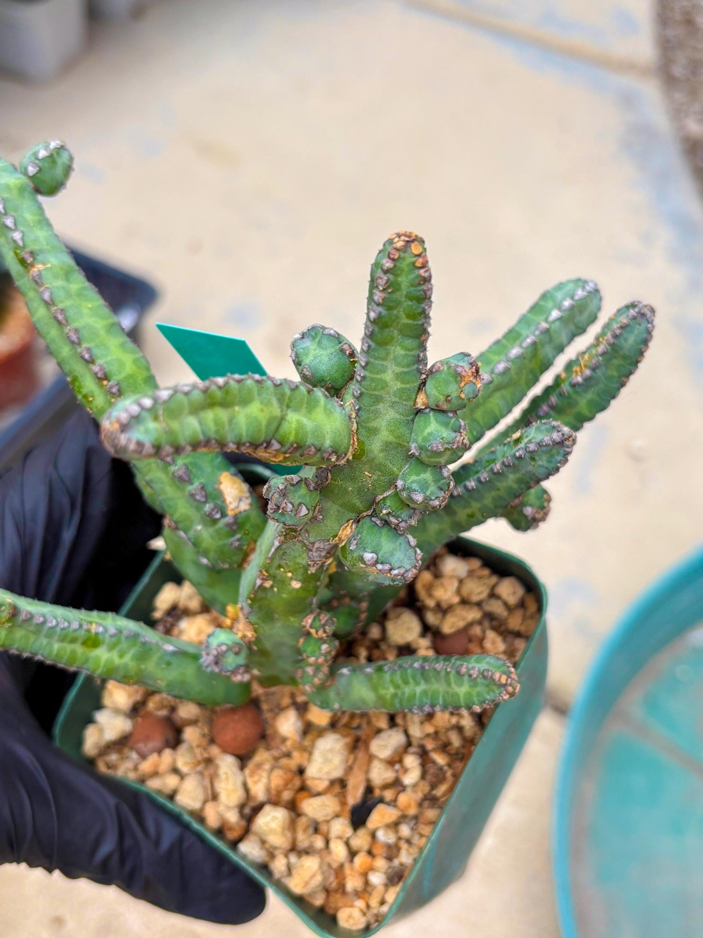 Euphorb Heterochroma (G) | Hard to Import!!! Each Branch can be propagated