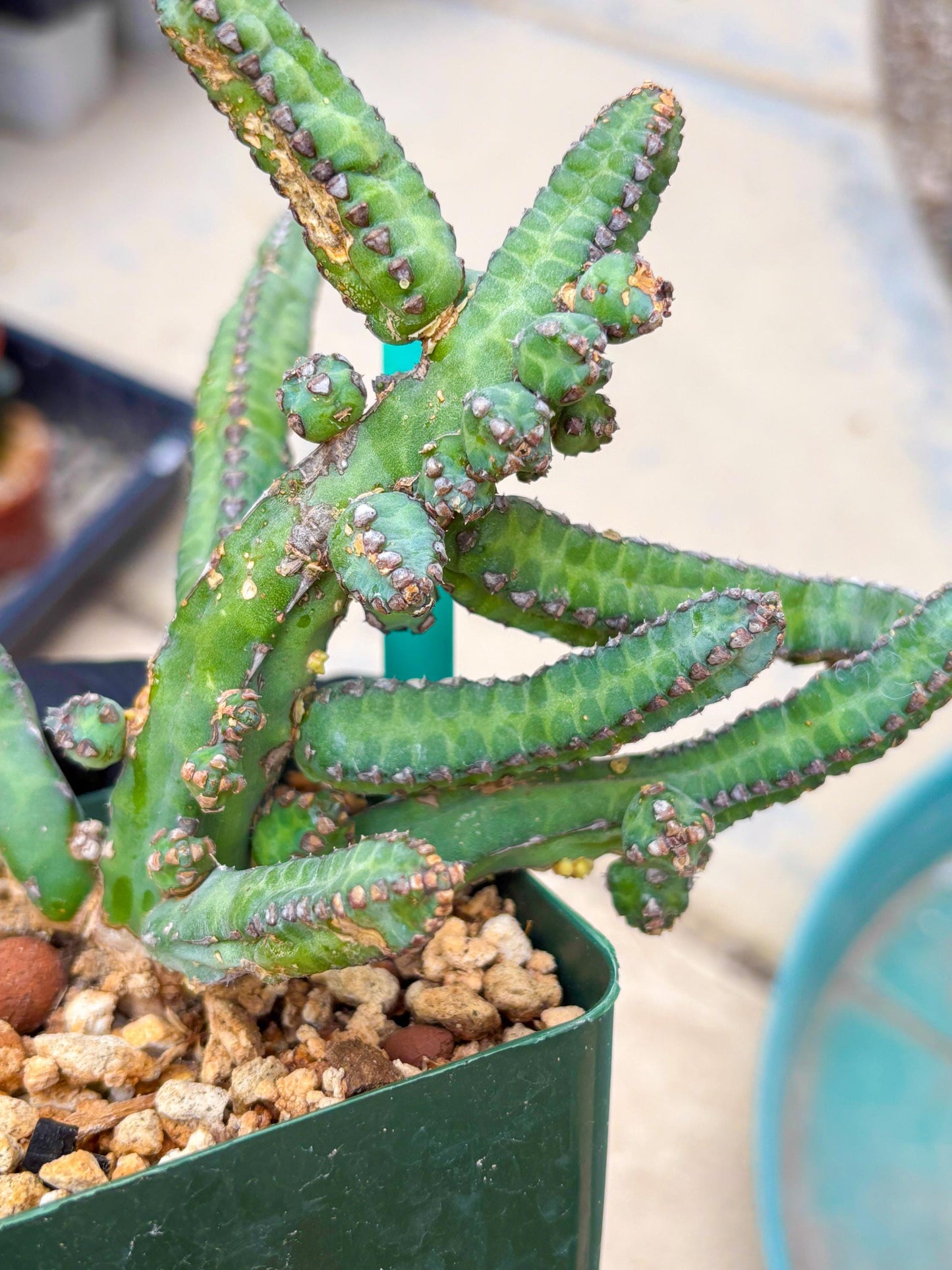 Euphorb Heterochroma (G) | Hard to Import!!! Each Branch can be propagated