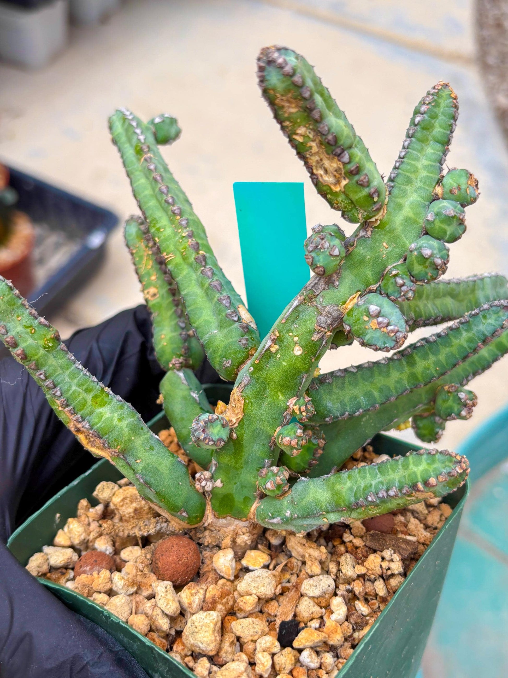 Euphorb Heterochroma (G) | Hard to Import!!! Each Branch can be propagated