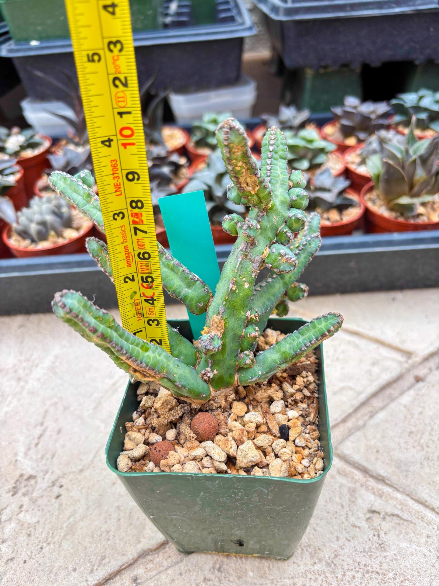 Euphorb Heterochroma (G) | Hard to Import!!! Each Branch can be propagated