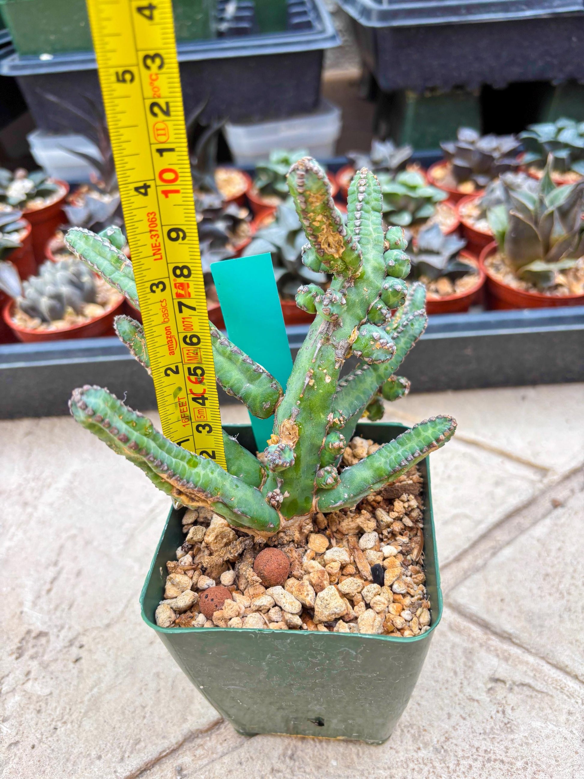 Euphorb Heterochroma (G) | Hard to Import!!! Each Branch can be propagated