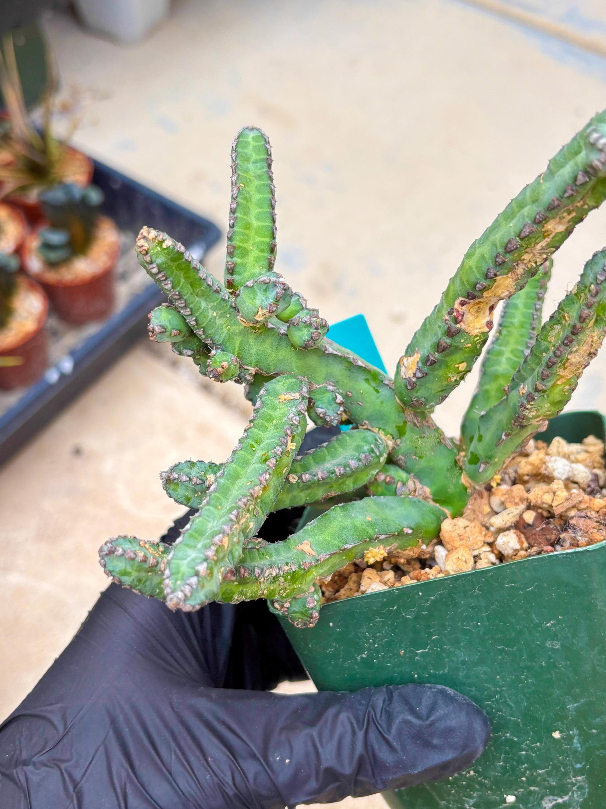 Euphorb Heterochroma (G) | Hard to Import!!! Each Branch can be propagated