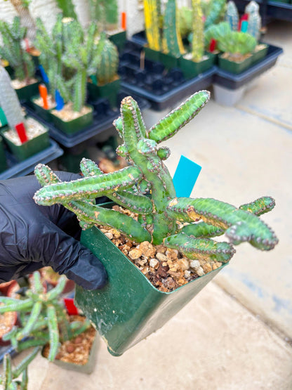 Euphorb Heterochroma (G) | Hard to Import!!! Each Branch can be propagated