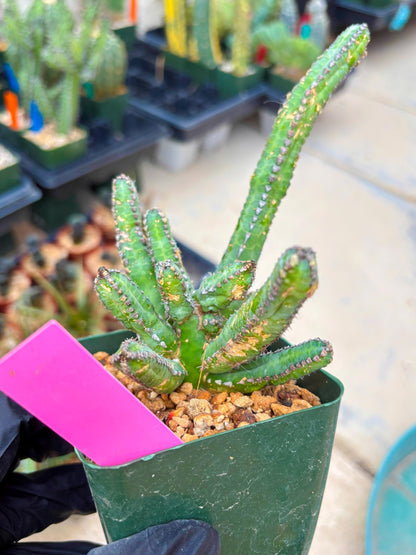 Euphorb Heterochroma (P) | Hard to Import!!! Each Branch can be propagated