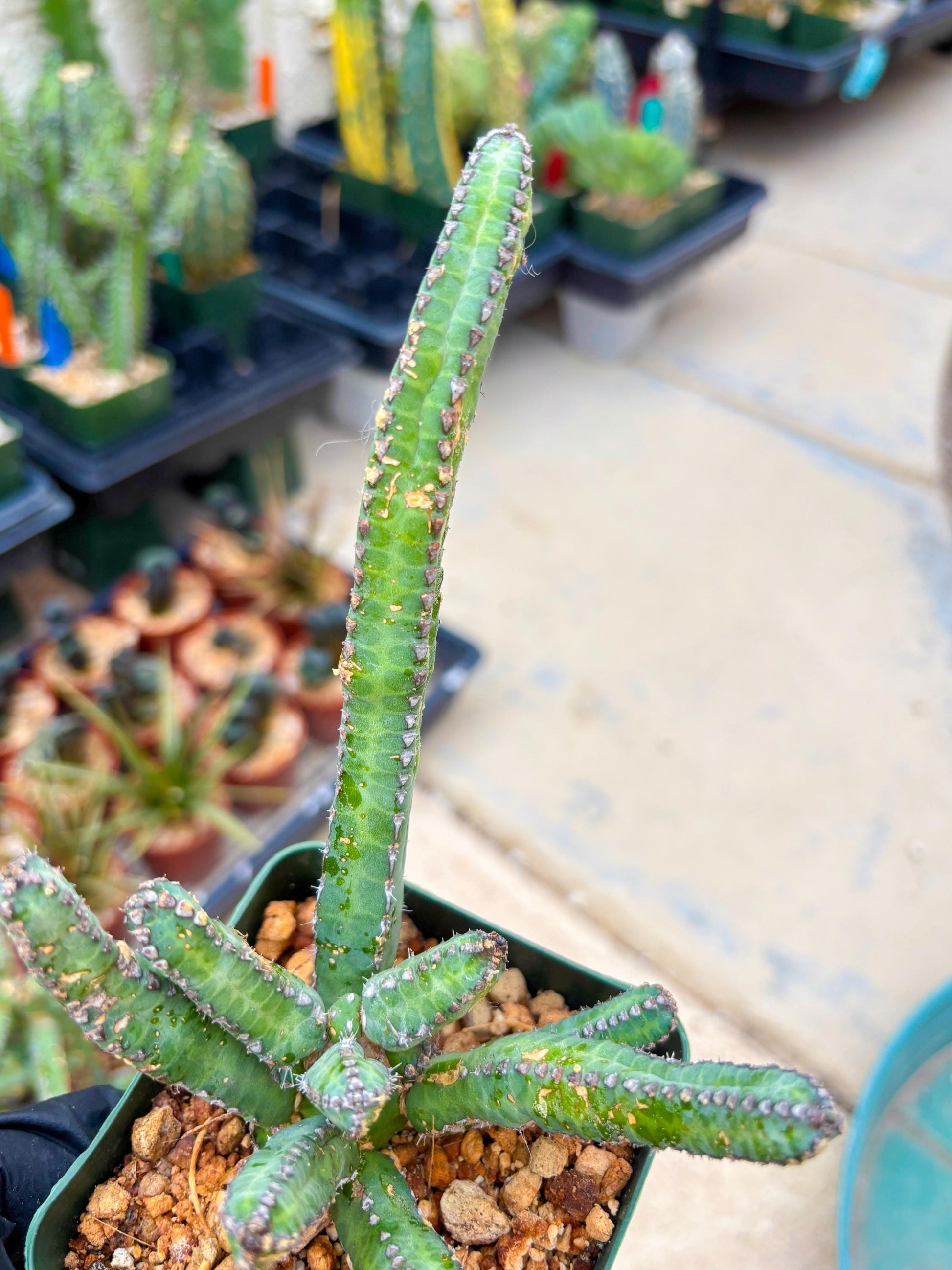 Euphorb Heterochroma (P) | Hard to Import!!! Each Branch can be propagated