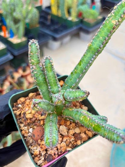 Euphorb Heterochroma (P) | Hard to Import!!! Each Branch can be propagated