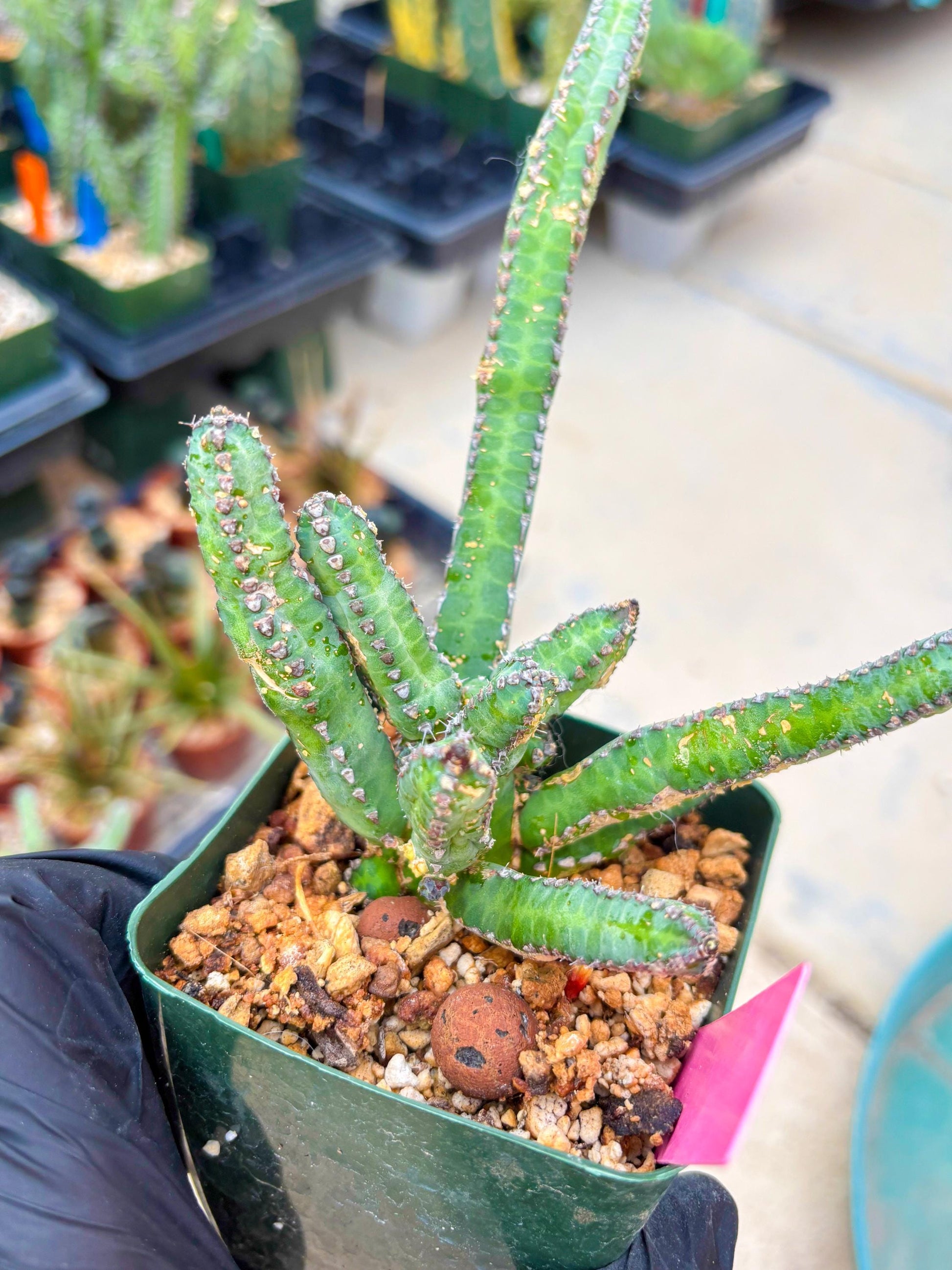 Euphorb Heterochroma (P) | Hard to Import!!! Each Branch can be propagated