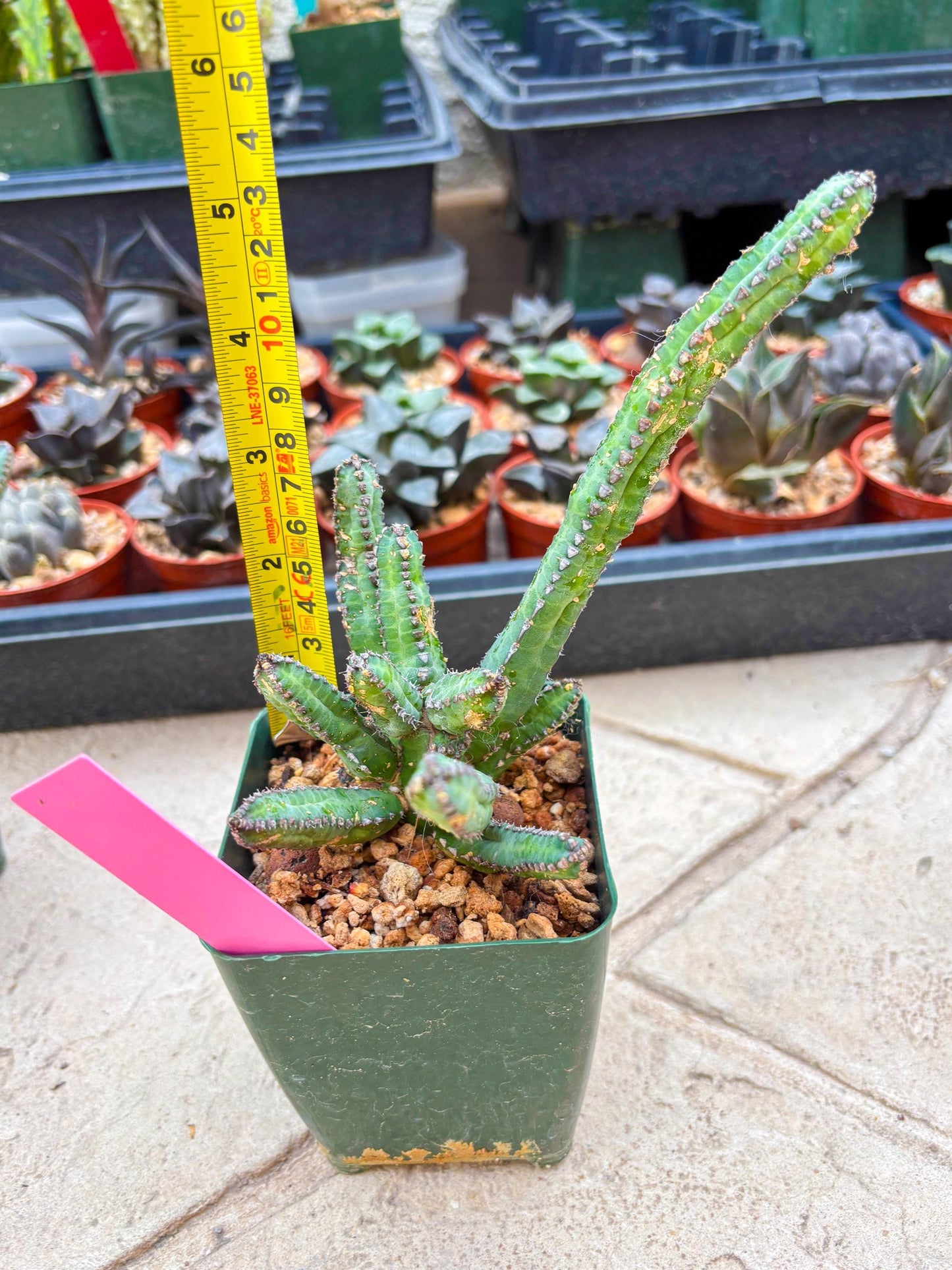 Euphorb Heterochroma (P) | Hard to Import!!! Each Branch can be propagated