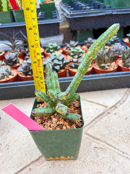 Euphorb Heterochroma (P) | Hard to Import!!! Each Branch can be propagated