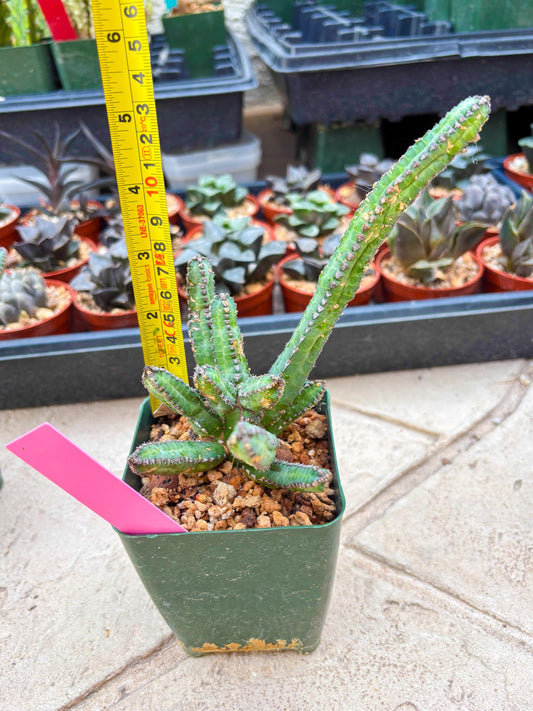 Euphorb Heterochroma (P) | Hard to Import!!! Each Branch can be propagated