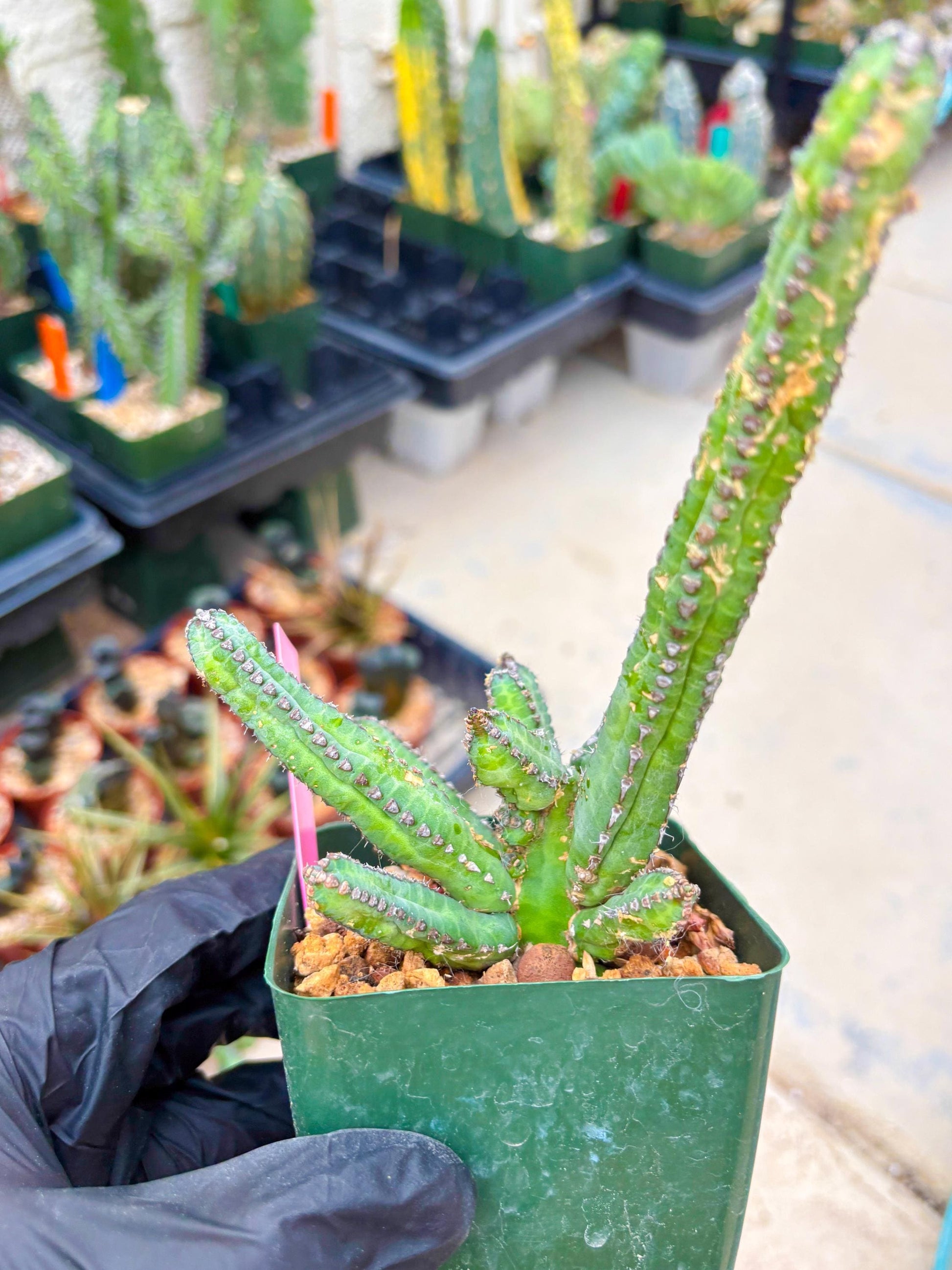 Euphorb Heterochroma (P) | Hard to Import!!! Each Branch can be propagated