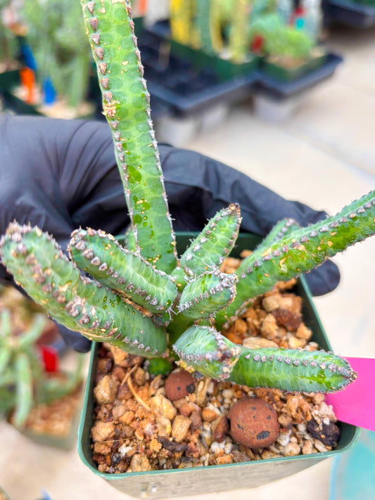 Euphorb Heterochroma (P) | Hard to Import!!! Each Branch can be propagated