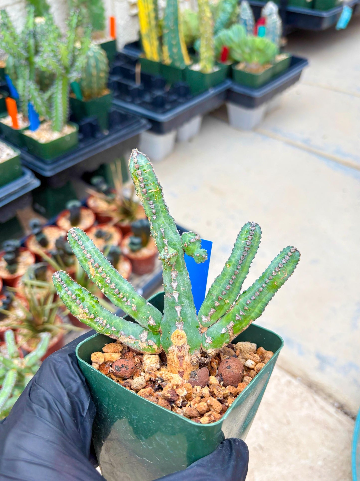 Euphorb Heterochroma (B) | Hard to Import!!! Each Branch can be propagated